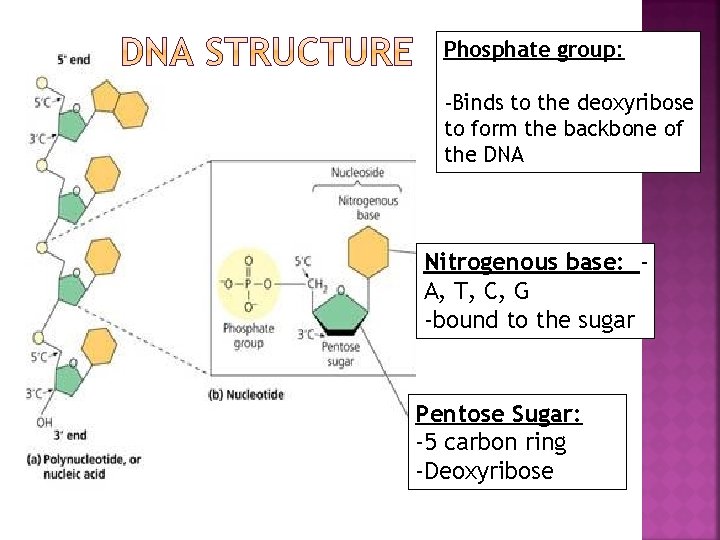 Phosphate group: -Binds to the deoxyribose to form the backbone of the DNA Nitrogenous