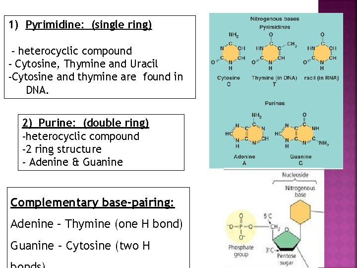 1) Pyrimidine: (single ring) - heterocyclic compound - Cytosine, Thymine and Uracil -Cytosine and