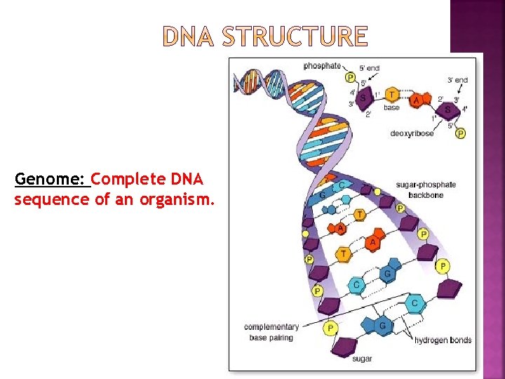 Genome: Complete DNA sequence of an organism. 