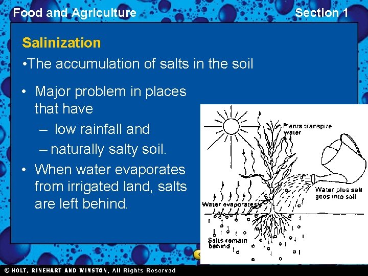 Food and Agriculture Salinization • The accumulation of salts in the soil • Major