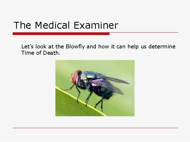 The Medical Examiner Let’s look at the Blowfly and how it can help us