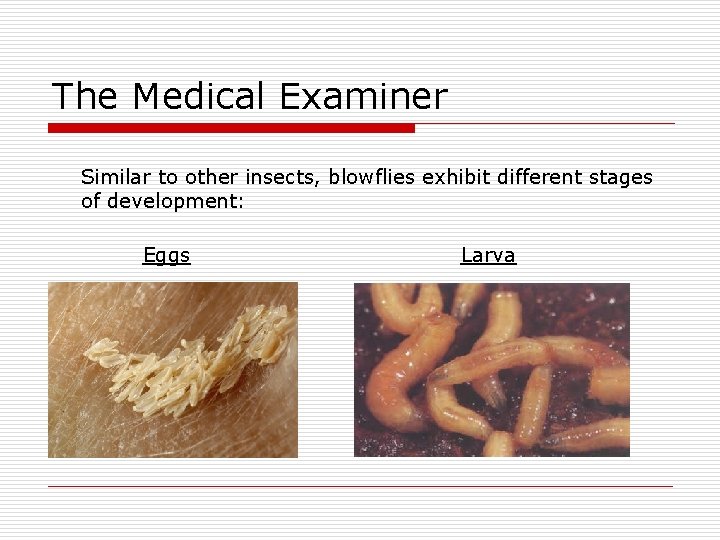 The Medical Examiner Similar to other insects, blowflies exhibit different stages of development: Eggs