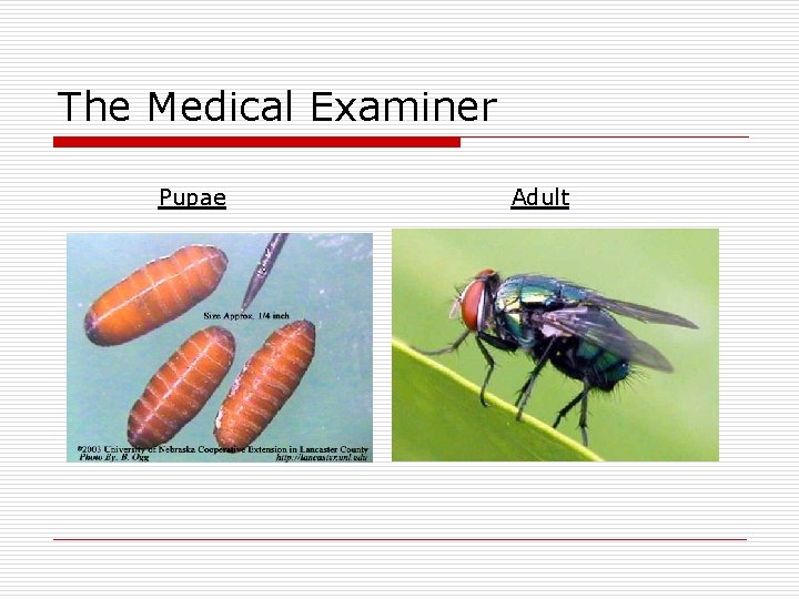 The Medical Examiner Pupae Adult 