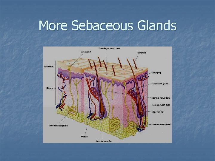 Sebaceous Def Skin and the Integumentary System Dont sweat it
