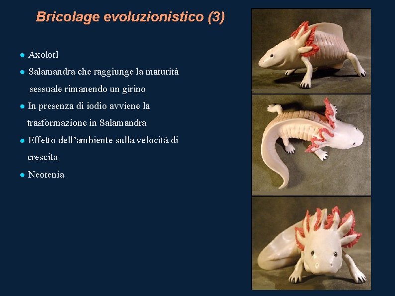 Bricolage evoluzionistico (3) Axolotl Salamandra che raggiunge la maturità sessuale rimanendo un girino In