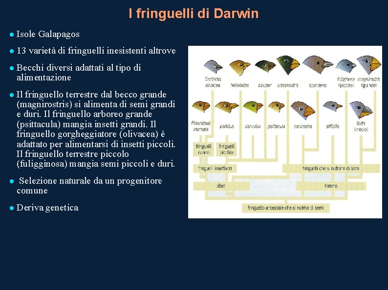 I fringuelli di Darwin Isole Galapagos 13 varietà di fringuelli inesistenti altrove Becchi diversi