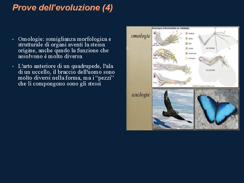 Prove dell'evoluzione (4) • Omologie: somiglianza morfologica e strutturale di organi aventi la stessa