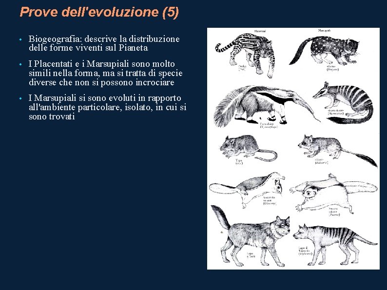 Prove dell'evoluzione (5) • Biogeografia: descrive la distribuzione delle forme viventi sul Pianeta •