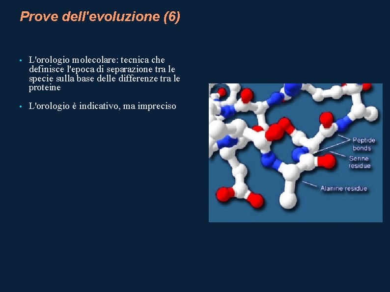 Prove dell'evoluzione (6) • L'orologio molecolare: tecnica che definisce l'epoca di separazione tra le