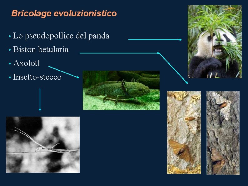 Bricolage evoluzionistico • Lo pseudopollice del panda • Biston betularia • Axolotl • Insetto-stecco