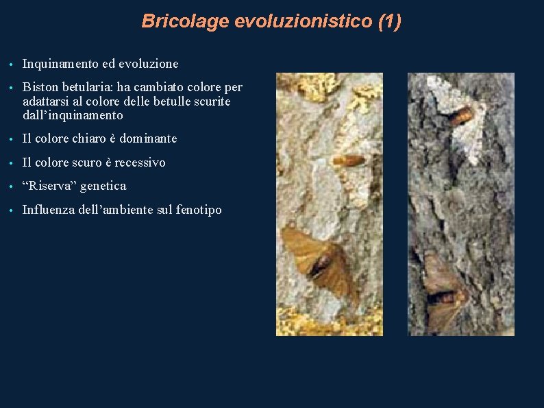 Bricolage evoluzionistico (1) • Inquinamento ed evoluzione • Biston betularia: ha cambiato colore per