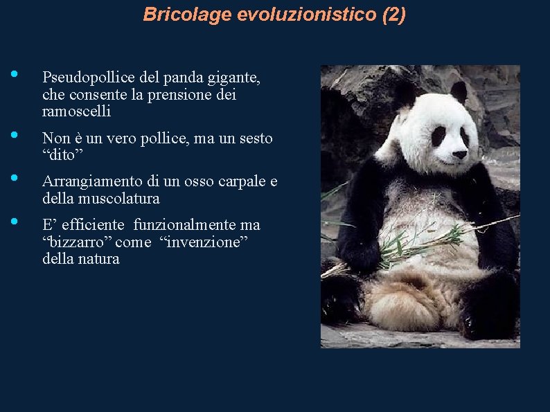 Bricolage evoluzionistico (2) • Pseudopollice del panda gigante, che consente la prensione dei ramoscelli