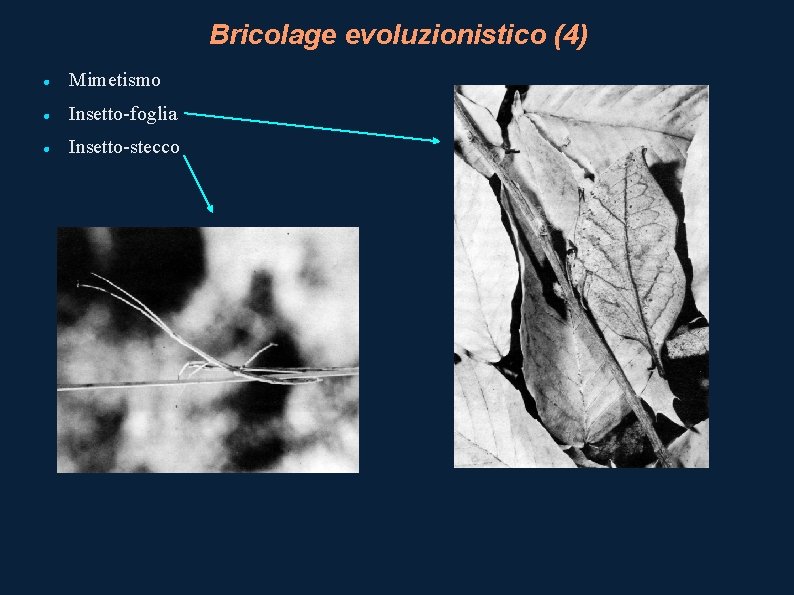 Bricolage evoluzionistico (4) Mimetismo Insetto-foglia Insetto-stecco 