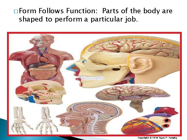 � Form Follows Function: Parts of the body are shaped to perform a particular