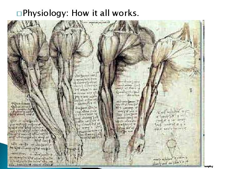 � Physiology: How it all works. Copyright © 2010 Ryan P. Murphy 