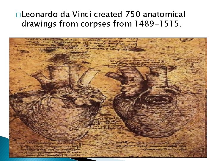 � Leonardo da Vinci created 750 anatomical drawings from corpses from 1489 -1515. 