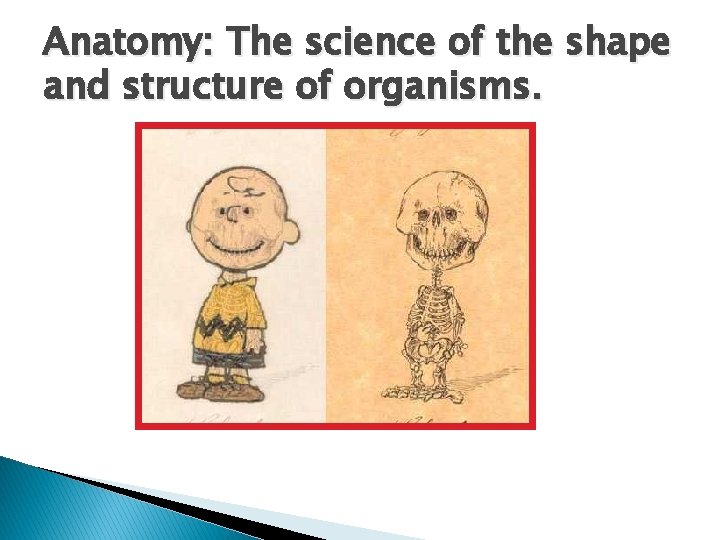 Anatomy: The science of the shape and structure of organisms. 