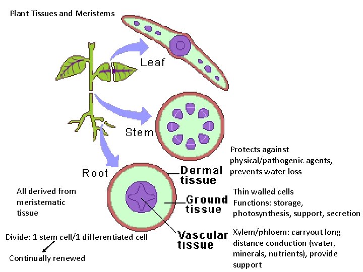 Plant Tissues and Meristems Protects against physical/pathogenic agents, prevents water loss All derived from