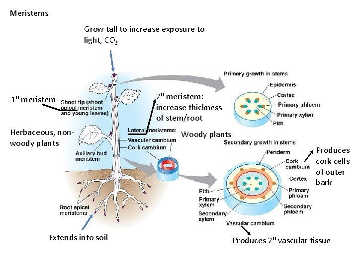 Meristems Grow tall to increase exposure to light, CO 2 1⁰ meristem Herbaceous, nonwoody