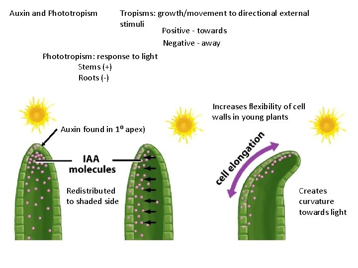 Auxin and Phototropism Tropisms: growth/movement to directional external stimuli Positive - towards Negative -