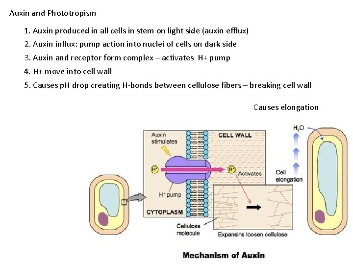 Auxin and Phototropism 1. Auxin produced in all cells in stem on light side