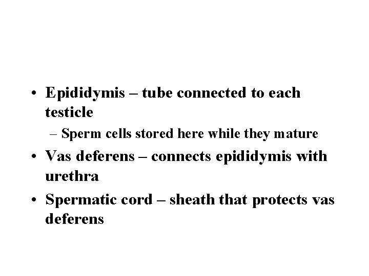  • Epididymis – tube connected to each testicle – Sperm cells stored here