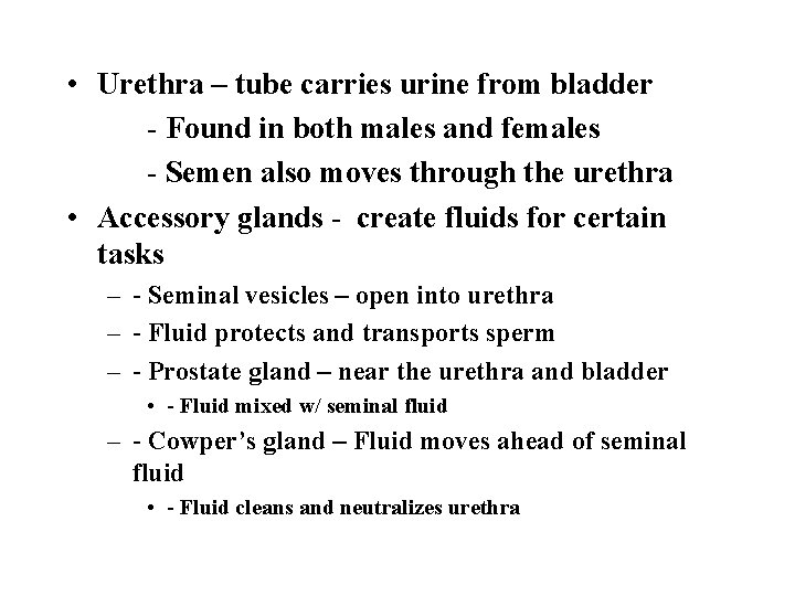  • Urethra – tube carries urine from bladder - Found in both males