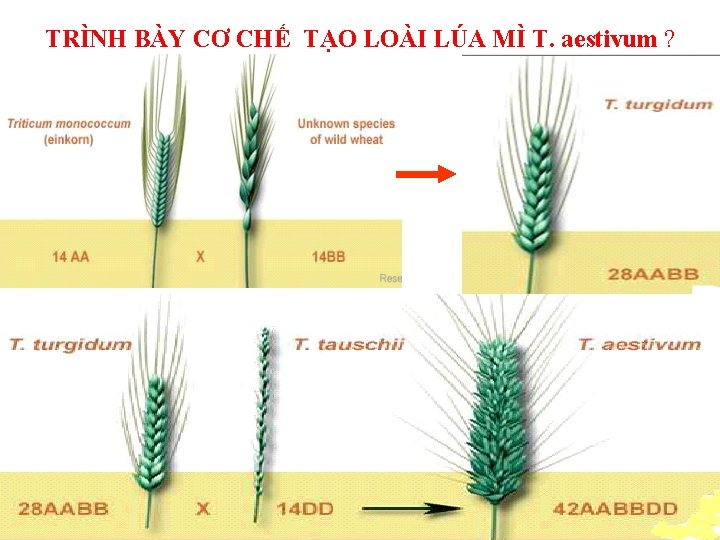 TRÌNH BÀY CƠ CHẾ TẠO LOÀI LÚA MÌ T. aestivum ? 