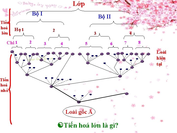 Lớp Bộ I Tiến hoá lớn Bộ II Họ 1 Chi 1 2 2