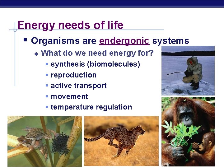 Energy needs of life § Organisms are endergonic systems u What do we need