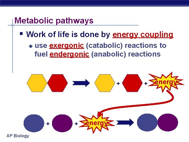 Metabolic pathways § Work of life is done by energy coupling u use exergonic