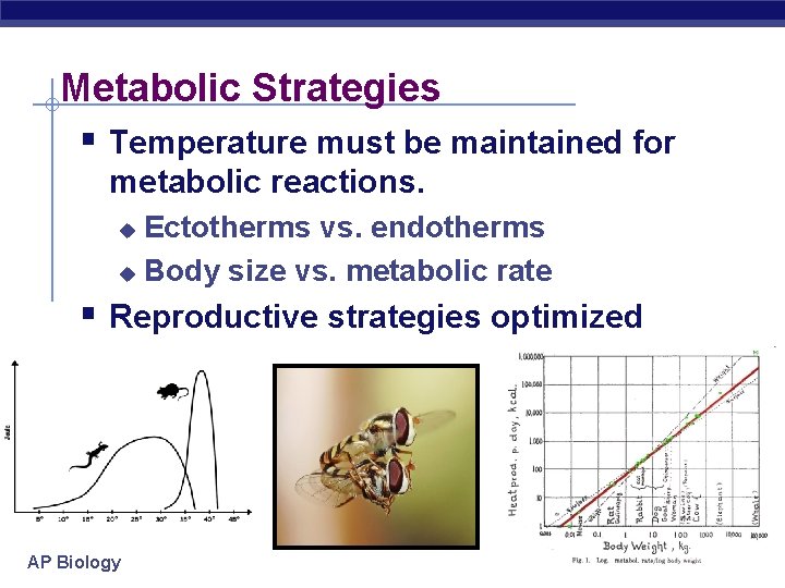 Metabolic Strategies § Temperature must be maintained for metabolic reactions. Ectotherms vs. endotherms u
