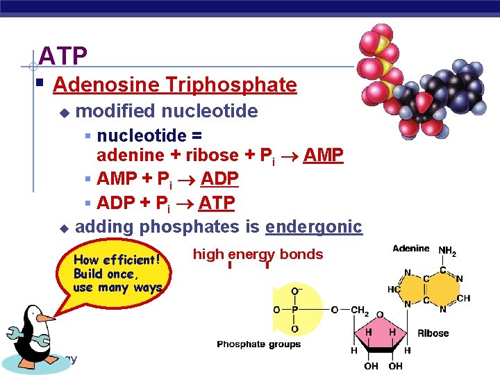 ATP § Adenosine Triphosphate u modified nucleotide § nucleotide = adenine + ribose +
