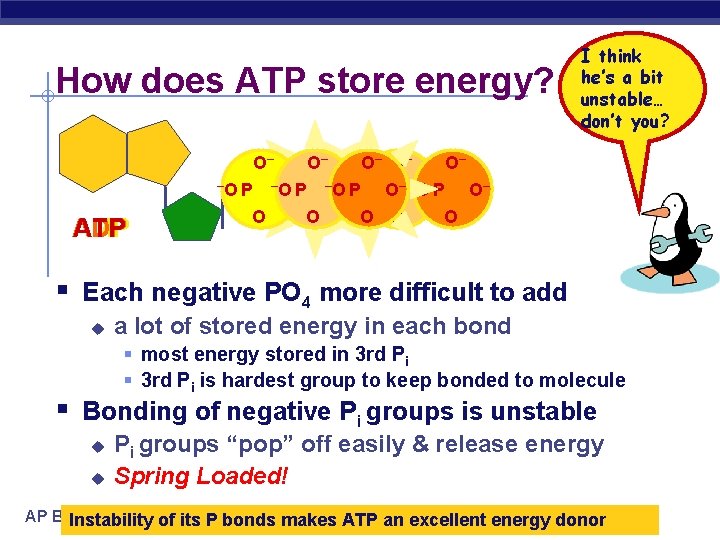 How does ATP store energy? O– ADP AMP ATP I think he’s a bit
