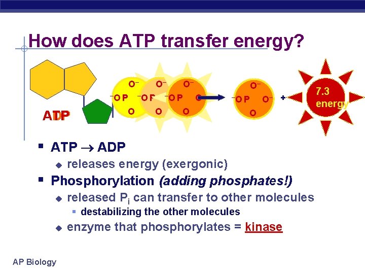 How does ATP transfer energy? O– –O P O ATP ADP O– –O–P O–