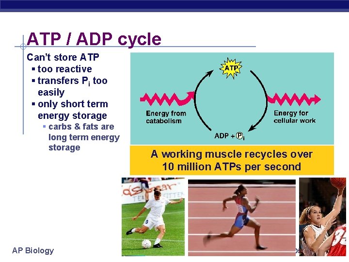 ATP / ADP cycle Can’t store ATP § too reactive § transfers Pi too