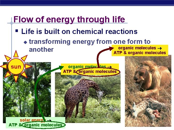 Flow of energy through life § Life is built on chemical reactions u transforming