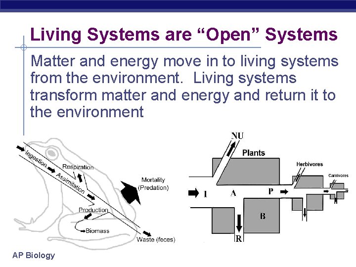 Living Systems are “Open” Systems Matter and energy move in to living systems from