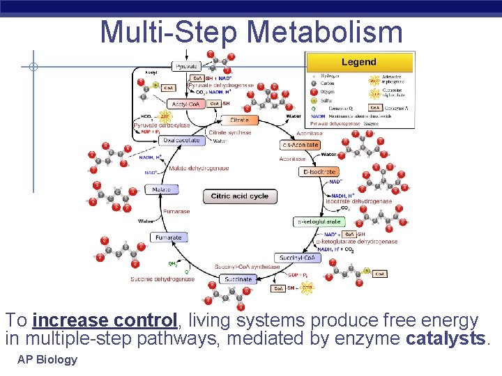 Multi-Step Metabolism To increase control, living systems produce free energy in multiple-step pathways, mediated