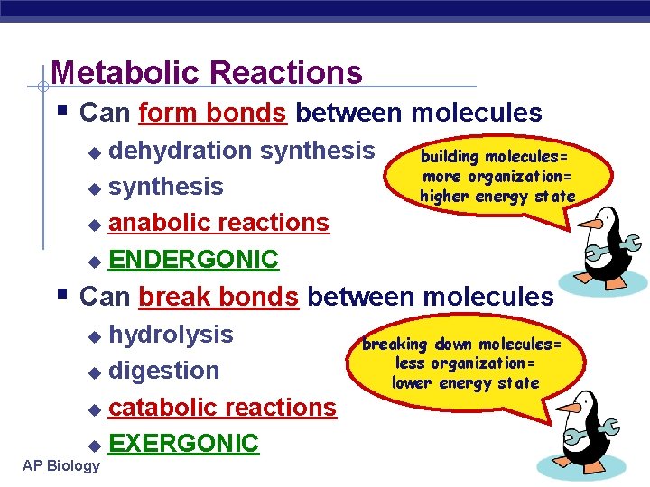 Metabolic Reactions § Can form bonds between molecules dehydration synthesis u anabolic reactions u