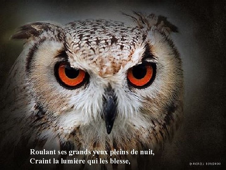 Roulant ses grands yeux pleins de nuit, Craint la lumière qui les blesse, 