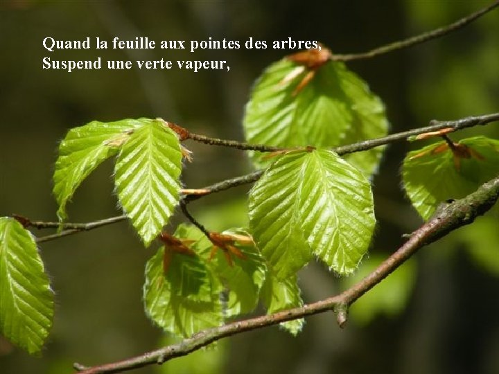 Quand la feuille aux pointes des arbres, Suspend une verte vapeur, 