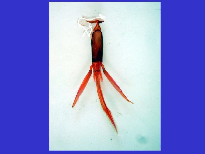 LES PICES BUCCALES DES INSECTES ET LEURS FONCTIONS