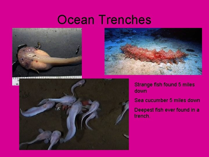 Ocean Trenches Strange fish found 5 miles down Sea cucumber 5 miles down Deepest