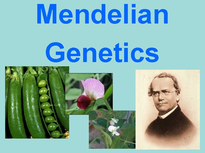 Mendelian Genetics 