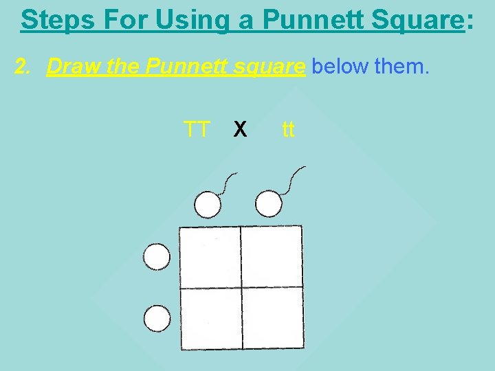 Steps For Using a Punnett Square: 2. Draw the Punnett square below them. TT