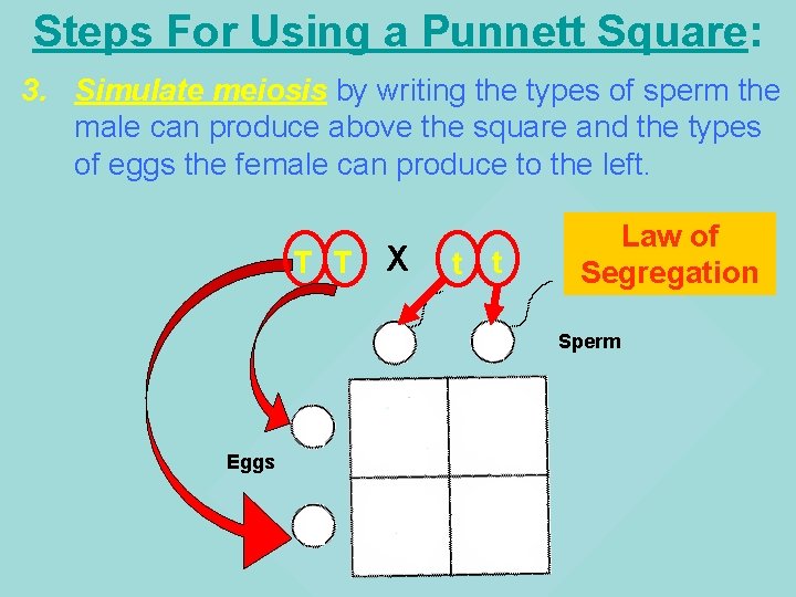 Steps For Using a Punnett Square: 3. Simulate meiosis by writing the types of