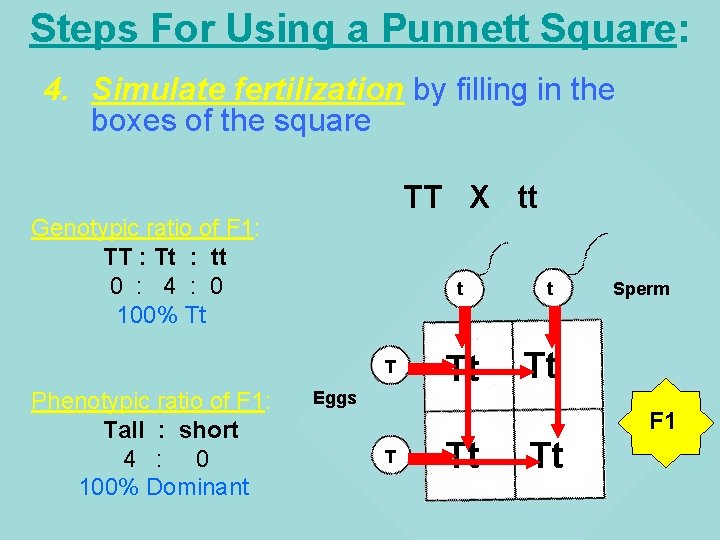 Steps For Using a Punnett Square: 4. Simulate fertilization by filling in the boxes