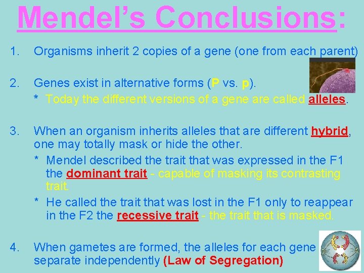 Mendel’s Conclusions: 1. Organisms inherit 2 copies of a gene (one from each parent)