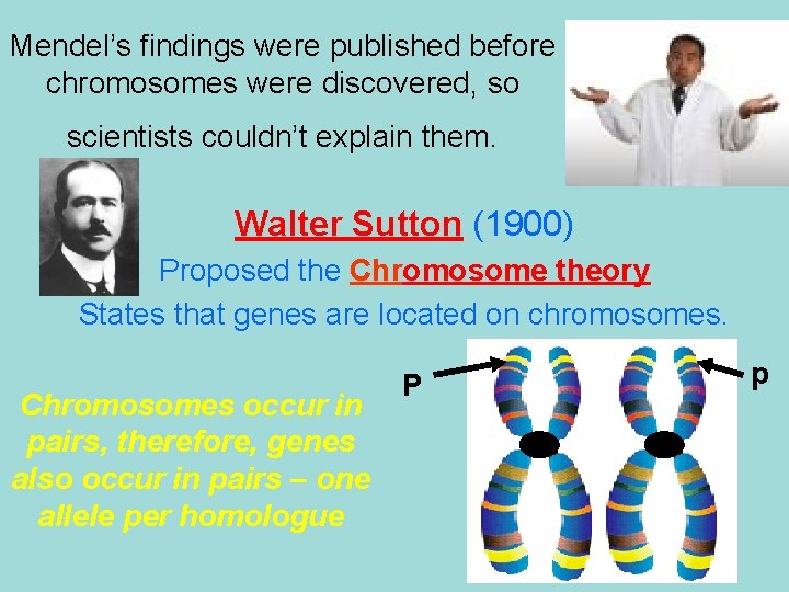Mendel’s findings were published before chromosomes were discovered, so scientists couldn’t explain them. Walter